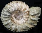 Pavlovia Ammonite Fossil - Siberia #29707-1